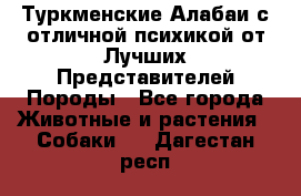 Туркменские Алабаи с отличной психикой от Лучших Представителей Породы - Все города Животные и растения » Собаки   . Дагестан респ.